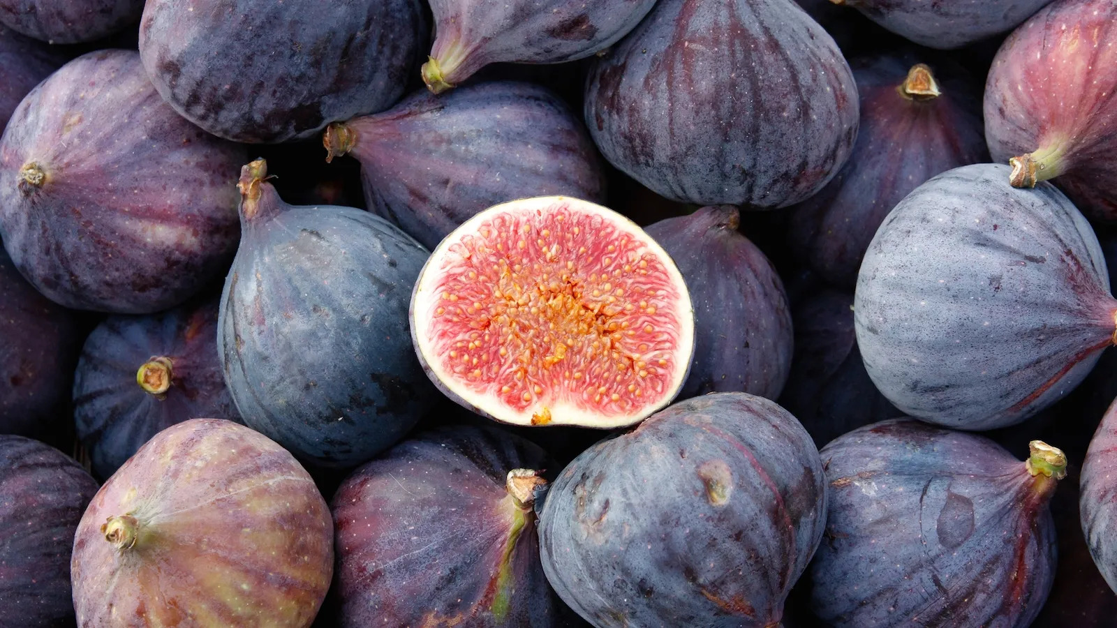 The Friday Fig: A Leafy Companion Bringing Joy and Health Into Homes