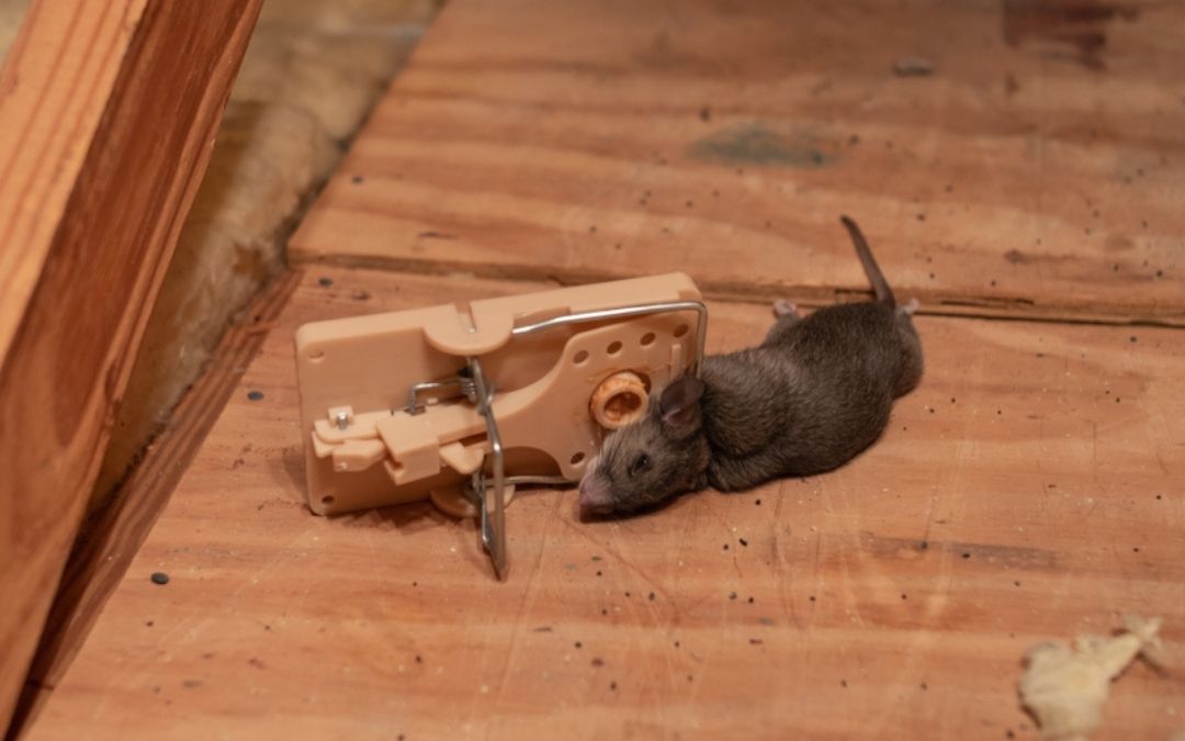 Protecting Your Pets: The Best Pet safe Rat Traps for a Rodent-Free Home